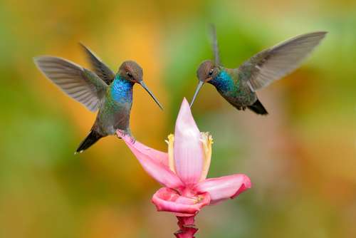 Burung Kolibri. [shutterstock]