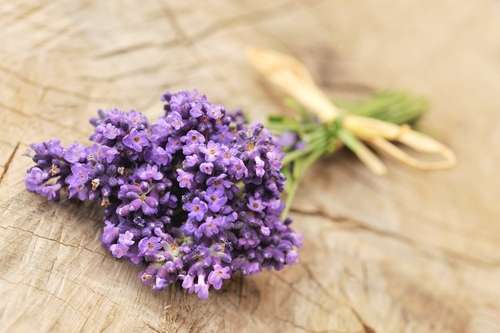 Bunga lavender. [shutterstock]