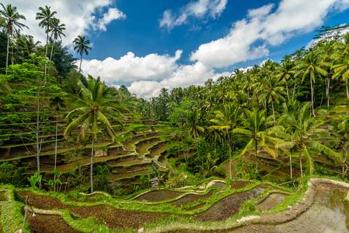 Tatanan sawah dengan irigasi sistem subak di Ubud, Bali. [shutterstock]