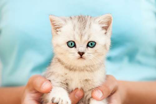 Ilustrasi seekor anak kucing (Shutterstock).