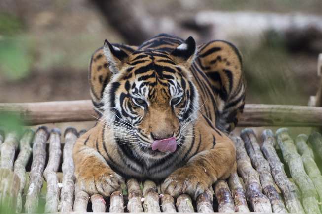 Pelepasan Leony Si  Harimau  Sumatera