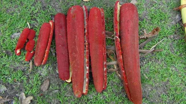 Buah merah dari Papua.