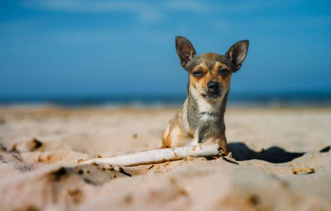 Ilustrasi anjing Chihuahua. [Shutterstock]