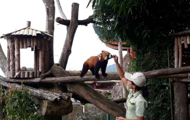 Sepasang panda yang berasal dari Cina ini, sekarang bisa Anda lihat langsung secara dekat di Istana Panda, Taman Safari Indonesia, Cisarua, Bogor, Jawa Barat, mulai akhir November 2017. (Suara.com/Dinda Rachmawati)