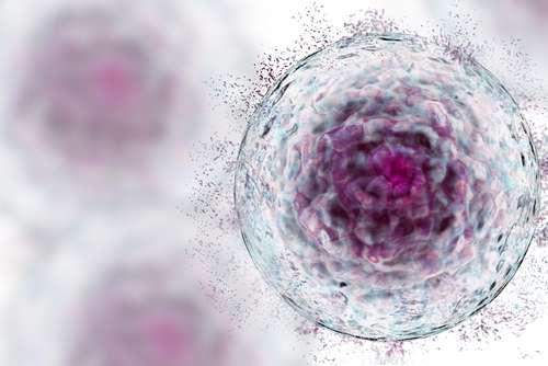 Stem cell atau sel punca. [shutterstock]