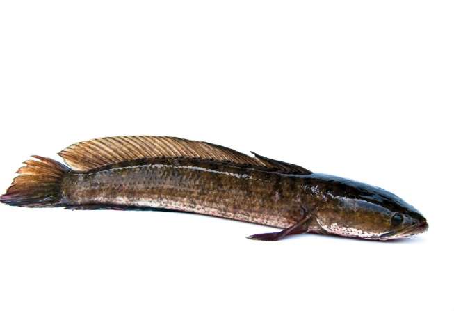 Ikan gabus. (Shutterstock)