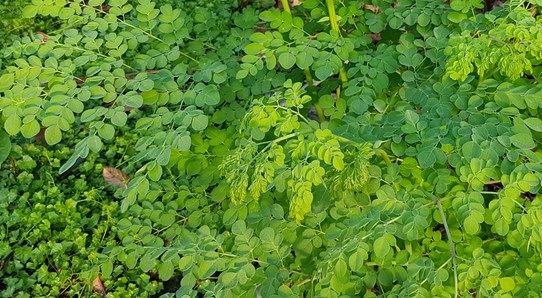 Kegunaan Daun Kelor Bagi Kesehatan dan Kecantikan Wajah