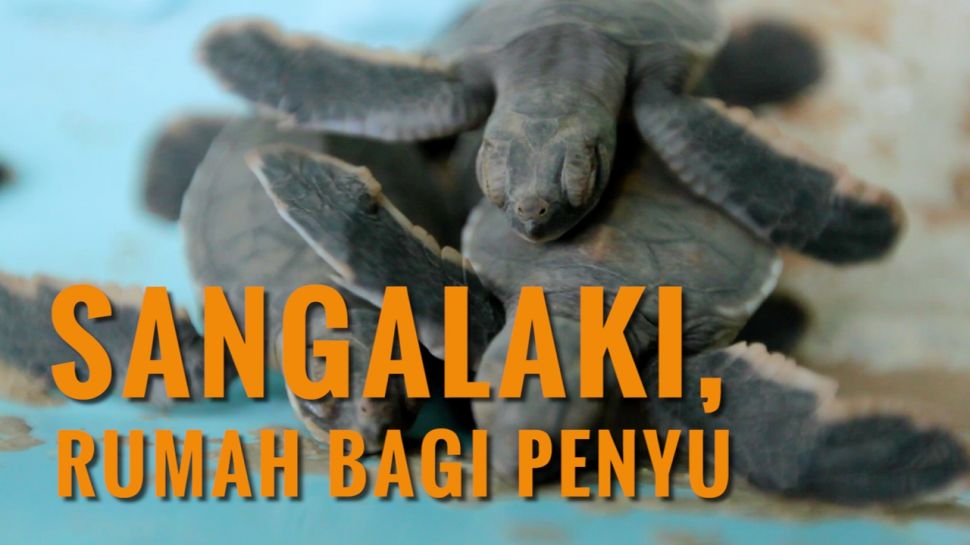 Terdapat dua jenis penyu di Sangalaki yakni penyu hijau dan penyu sisik.