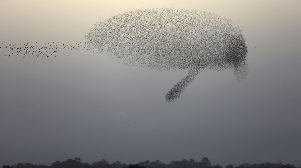 Tarian Burung Jalak di Udara Israel Tarian Burung Jalak di Udara Israel