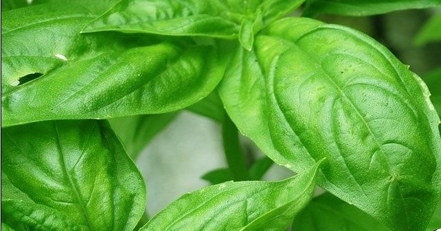 Aroma tubuh tak sedap dapat diatasi dengan daun kemangi