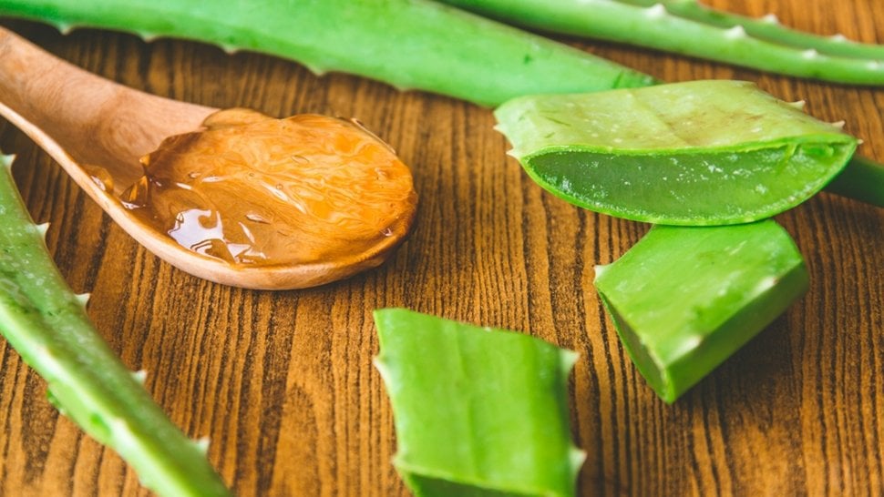 Lidah buaya atau aloe vera memiliki banyak khasiat.