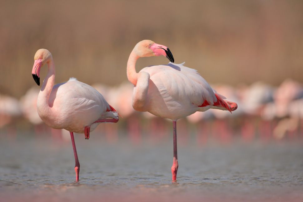 Flamingo. [Shutterstock]