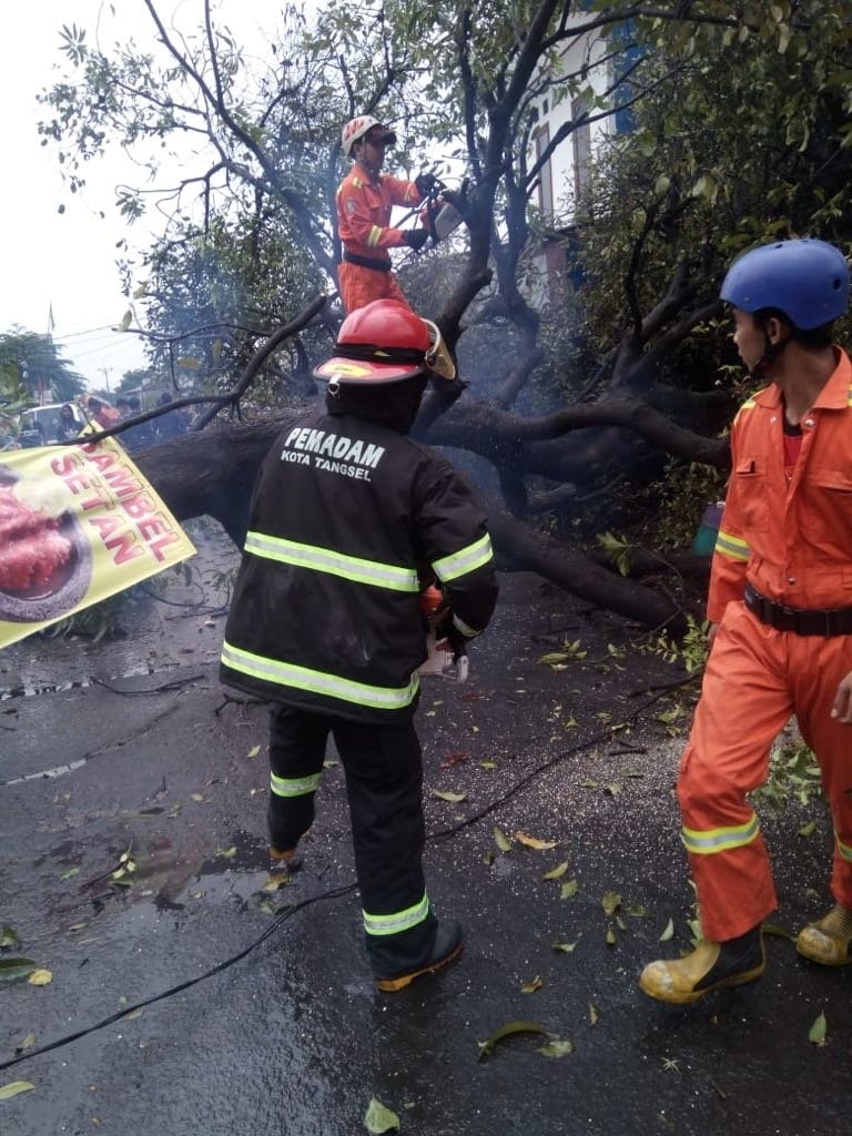 Sejumlah petugas mengatasi pohon tumbang di sebuah jalan di Tangerang Selatan akibat hujan deras dan angin kencang. (Anggy Muda/Suara.com)