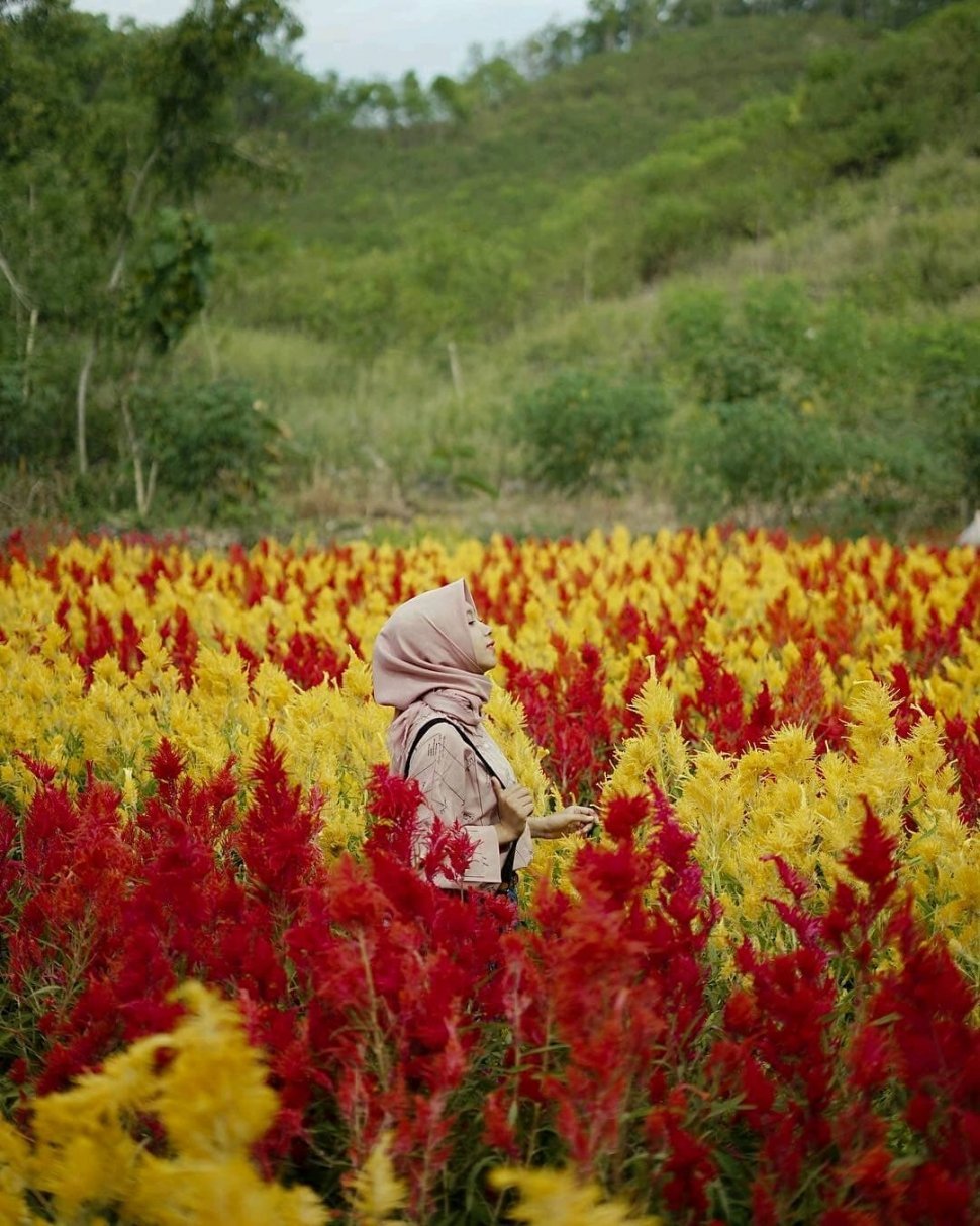 Kebun-bunga-celosia-gunungkidul 