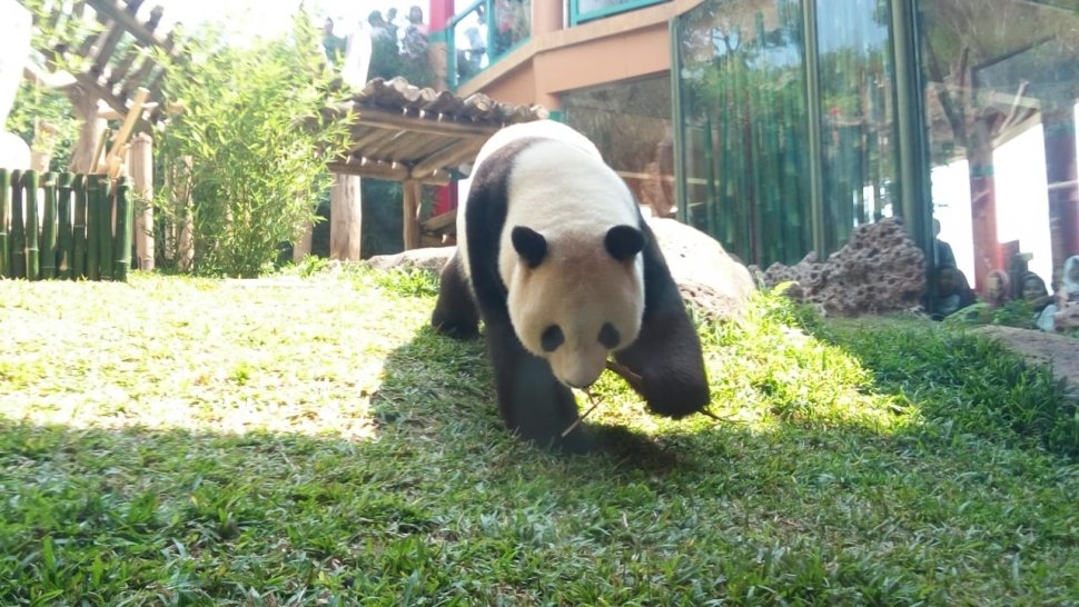 Panda Taman Safari Indonesia, Cai Tao mendapat penghargaan panda terfavorit di dunia dari Giant Panda Global Award (GPGA) di Bogor, Jawa Barat, Sabtu (28/7/2018). [Suara.com/Rambiga]