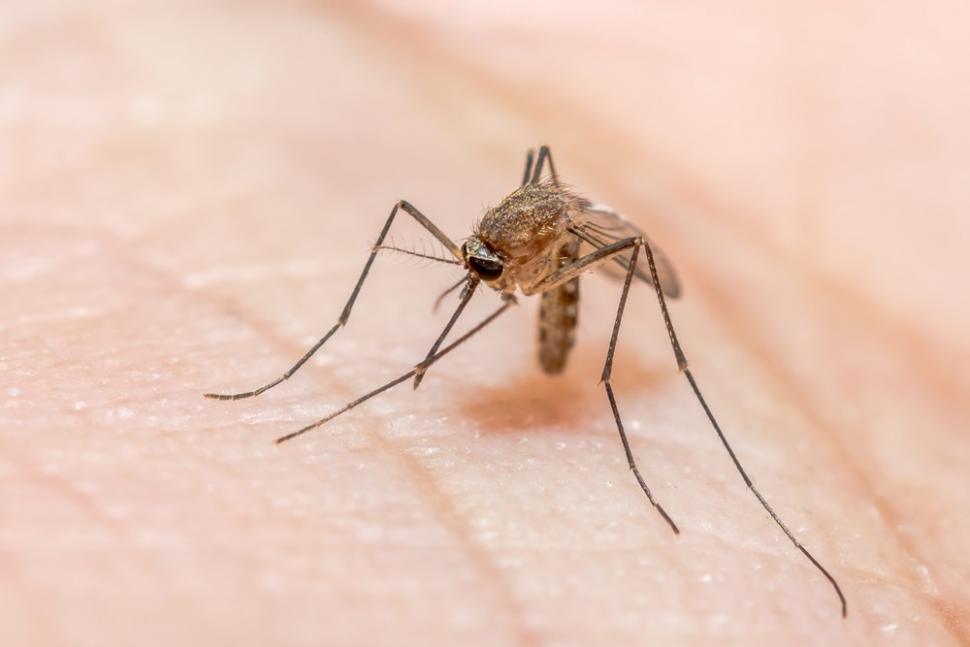 Nyamuk anopheles penyebab KLB malaria di Lombok Barat. (Shutterstock)