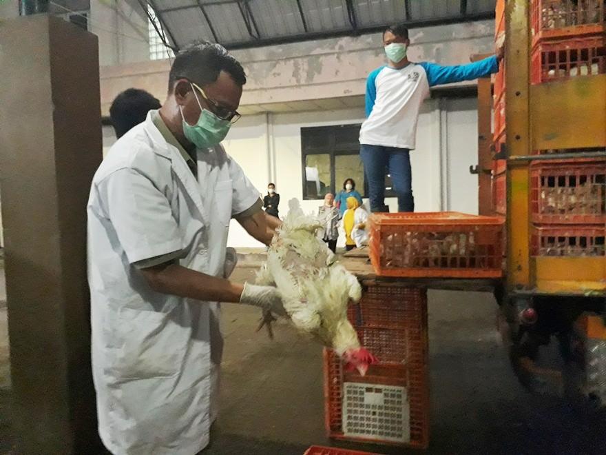 Proses Pemotongan Ayam di Rumah Jagal [Suara.com/Risna]