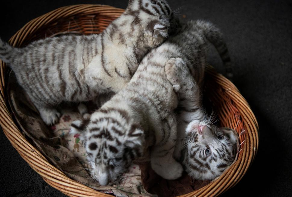 Lucunya Bayi Harimau Benggala Kembar Tiga