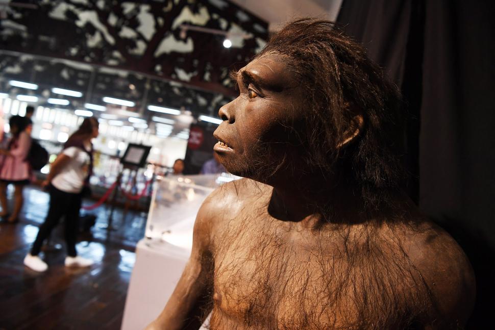 Melihat Manusia Purba di Pameran 'Evolusi Kita' Melihat Manusia Purba di Pameran 'Evolusi Kita'