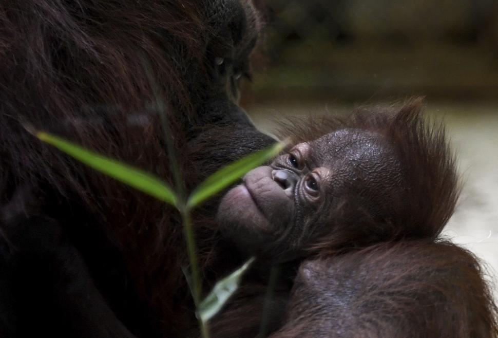 Theodora salah satu induk orangutan saat menggendong anaknya yang baru lahir di kebun binatang Jardin des Plantes di Paris, Prancis, (24/10). (AFP/Eric Feferberg)