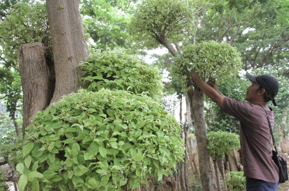 Intip Pohon Bonsai Seharga Puluhan Juta