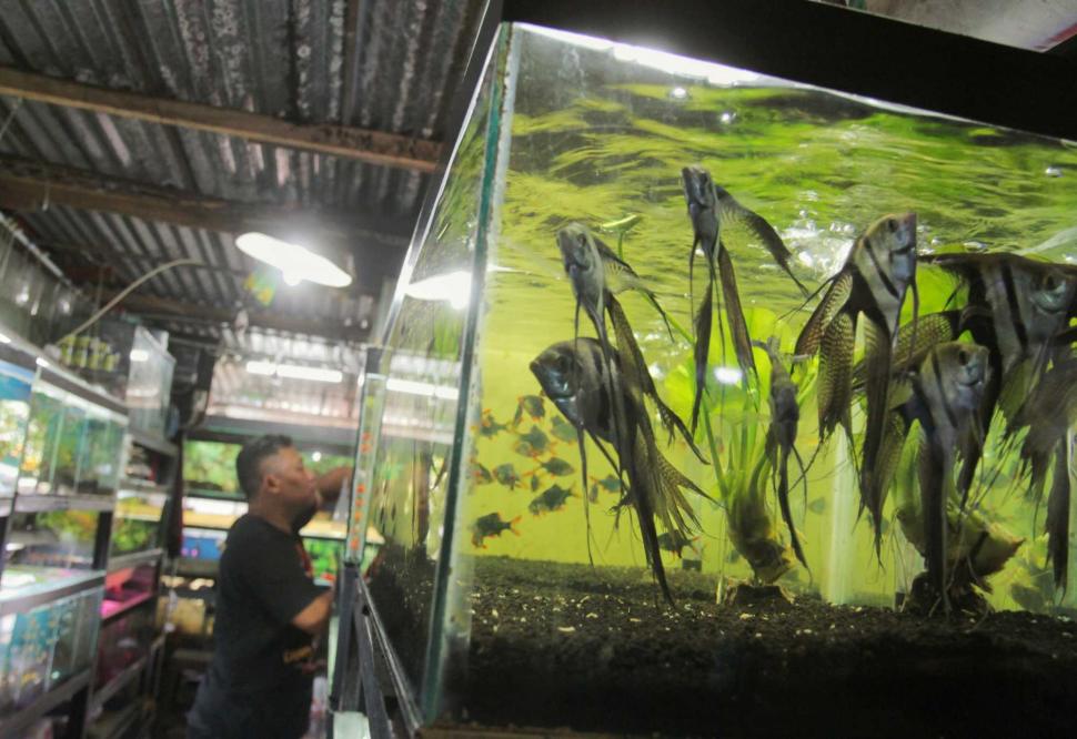 Bisnis Ikan Hias Bagian 6