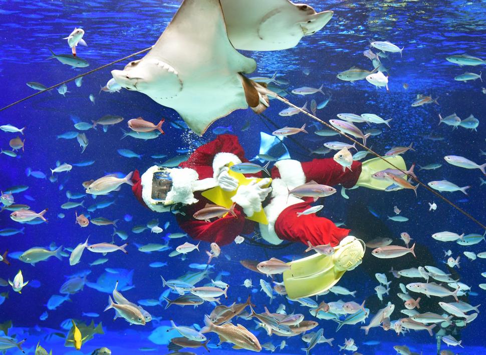 Atraksi Sinterklas Menyelam di Aquarium Terbesar Tokyo Atraksi Sinterklas Menyelam di Aquarium Terbesar Tokyo