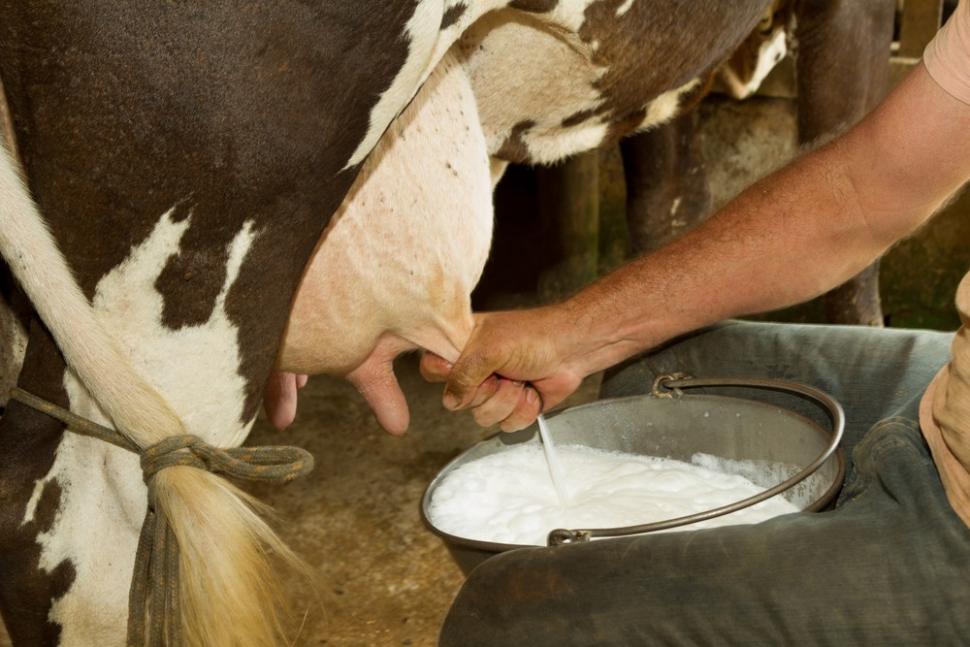 Jangan minum susu mentah yang baru diperas dari sapi, ini bahayanya. (Shutterstock)