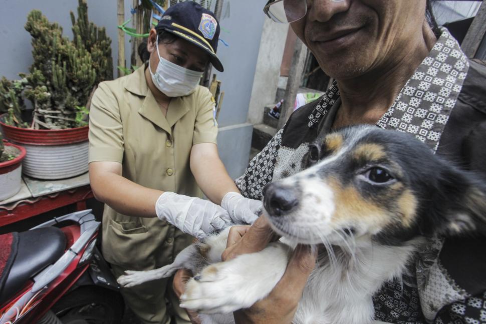 Vaksinasi Rabies untuk Hewan Peliharaan Vaksinasi Rabies untuk Hewan Peliharaan
