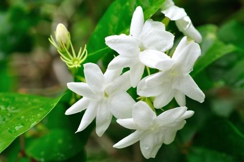 Bunga Melati, salah satu bunga atau tanaman pembawa keberuntungan di tahun 2019. (Shutterstock)