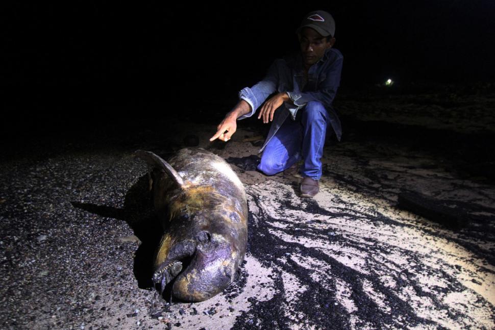 Penemuan Dua Bangkai Dugong di Dumai Penemuan Dua Bangkai Dugong di Dumai