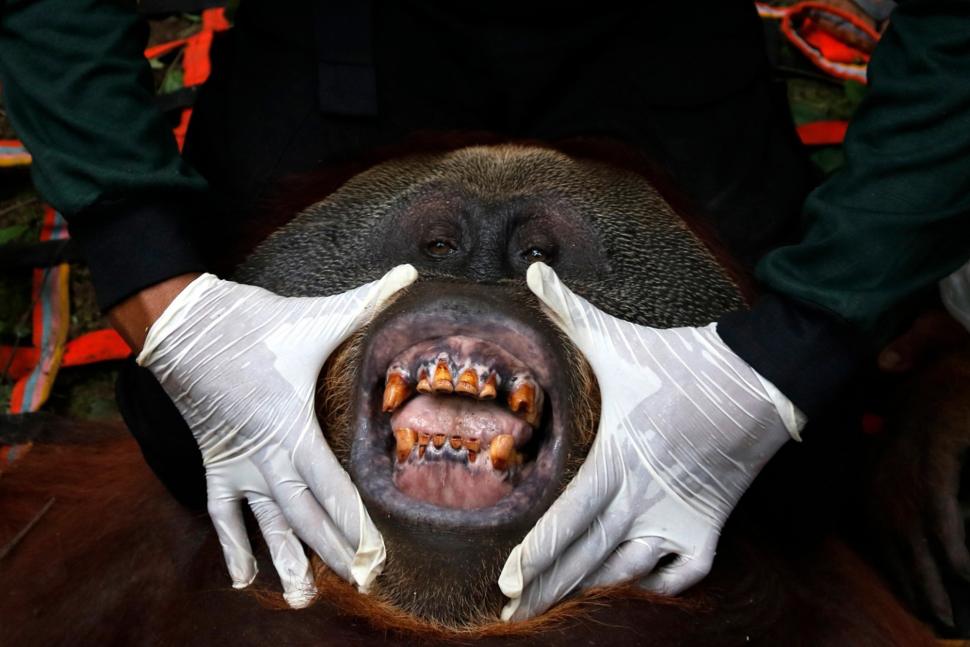 Evakuasi Orangutan dari Perkebunan Warga Evakuasi Orangutan dari Perkebunan Warga