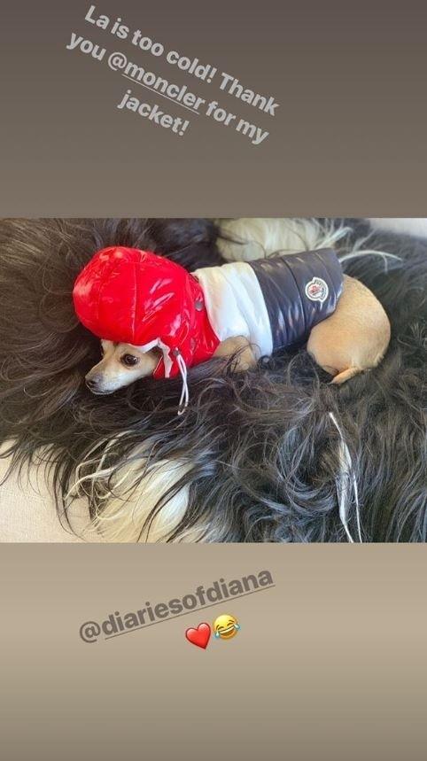 Anjing Priyanka Chopra [instagram @priyankachopra]