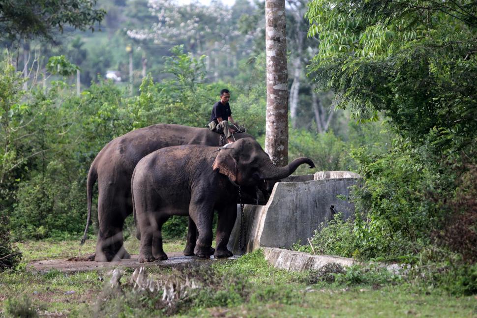 PLG SARE Amankan Gajah Liar PLG SARE Amankan Gajah Liar