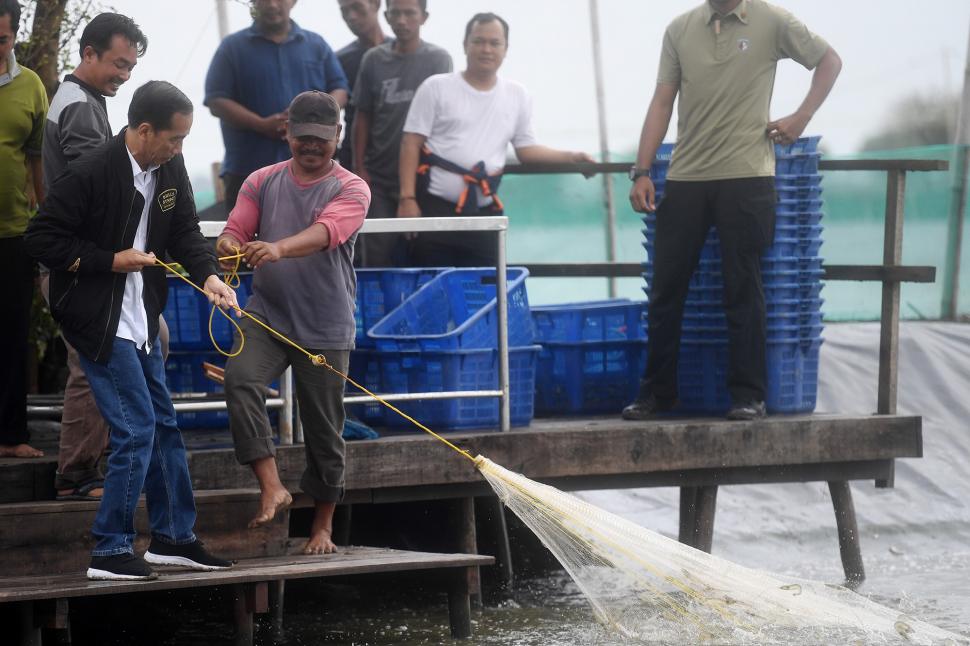 Aksi Jokowi Saat Ikut Panen Udang di Muara Gembong Aksi Jokowi Saat Ikut Panen Udang di Muara Gembong
