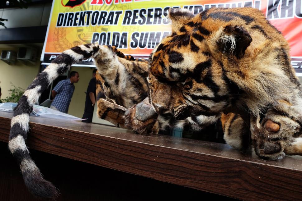 Polisi Ungkap Perdagangan Kulit Harimau Sumatera 