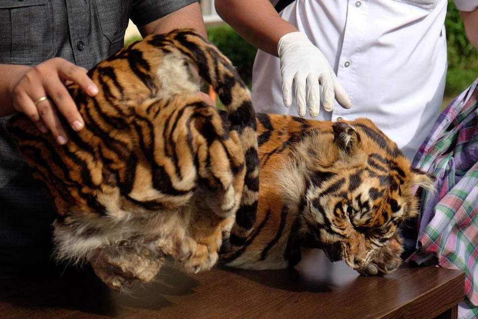 Polisi Ungkap Perdagangan Kulit Harimau  Sumatera Bagian 2