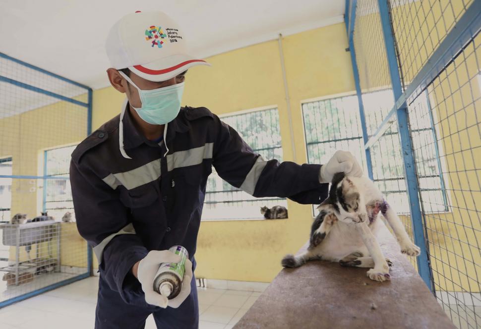 Melihat Perawatan Kucing Liar Melihat Perawatan Kucing Liar