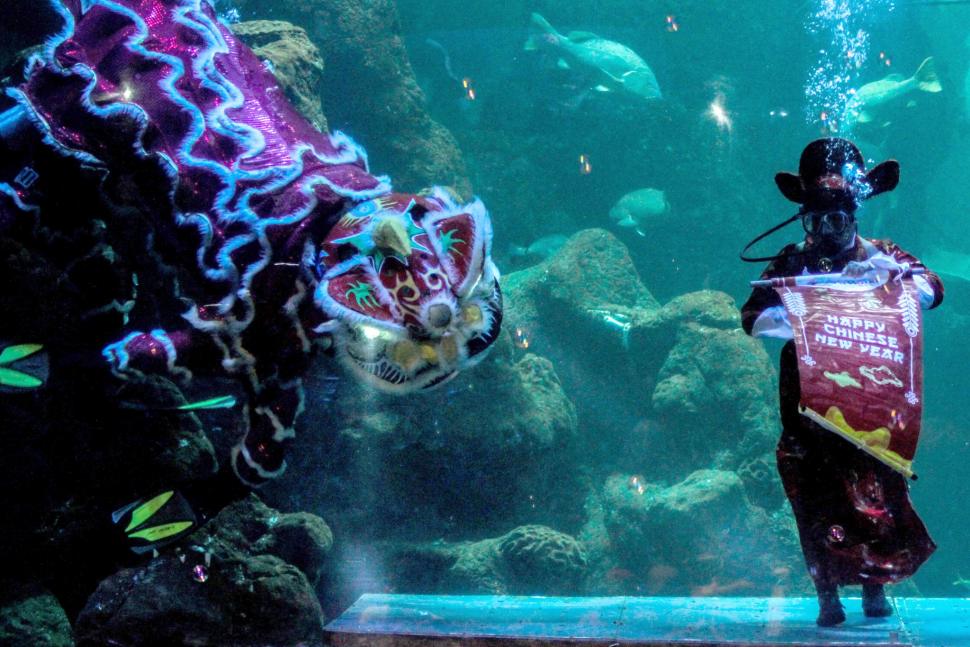 Pemain barongsai tampil di dalam air di Seaworld Ancol, Jakarta, Minggu (3/2). ANTARA FOTO/Putra Haryo Kurniawan
