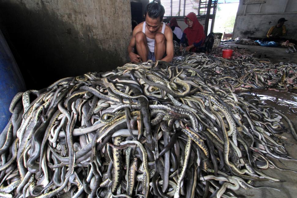 Begini Proses Produksi Pengolahan Kulit Ular Begini Proses Produksi Pengolahan Kulit Ular