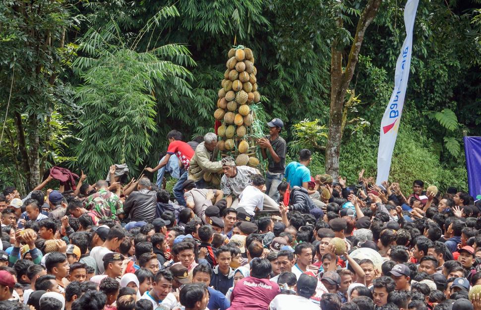 Ratusan Warga Berebut Durian Ratusan Warga Berebut Durian