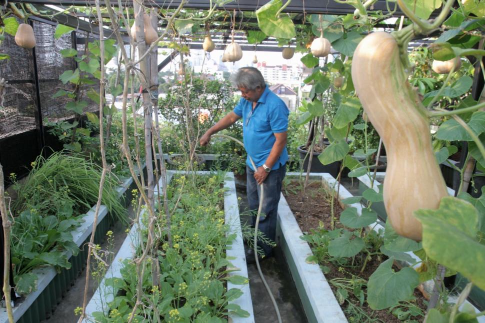 Memanfaatkan Atap Rumah Untuk Berkebun