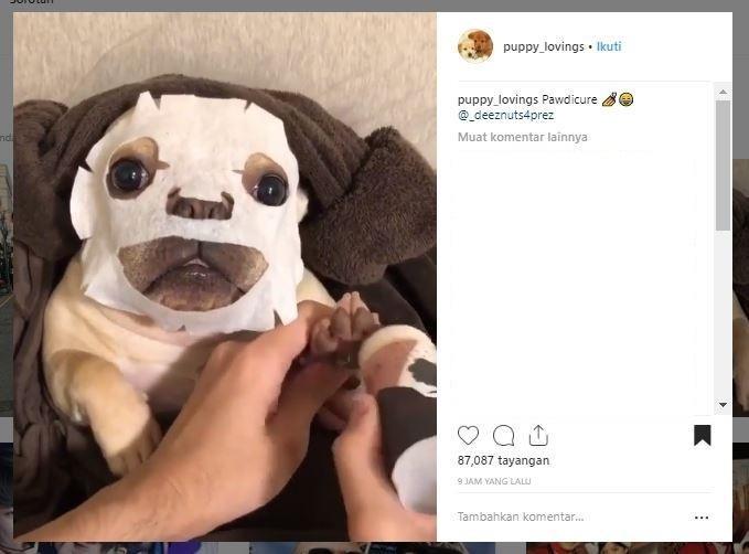 Anjing maskeran (Instagram/@puppy_lovings)