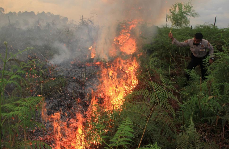 Dampak Kebakaran Lahan Perkebunan Kelapa Sawit Di Lah 0786