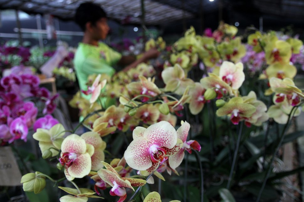 Pekerja merawat Anggrek (Orchidaceacea) hasil budidaya di Taman Anggrek Ragunan, Jakarta Selatan, Sabtu (2/3). [Suara.com/Arief Hermawan P]