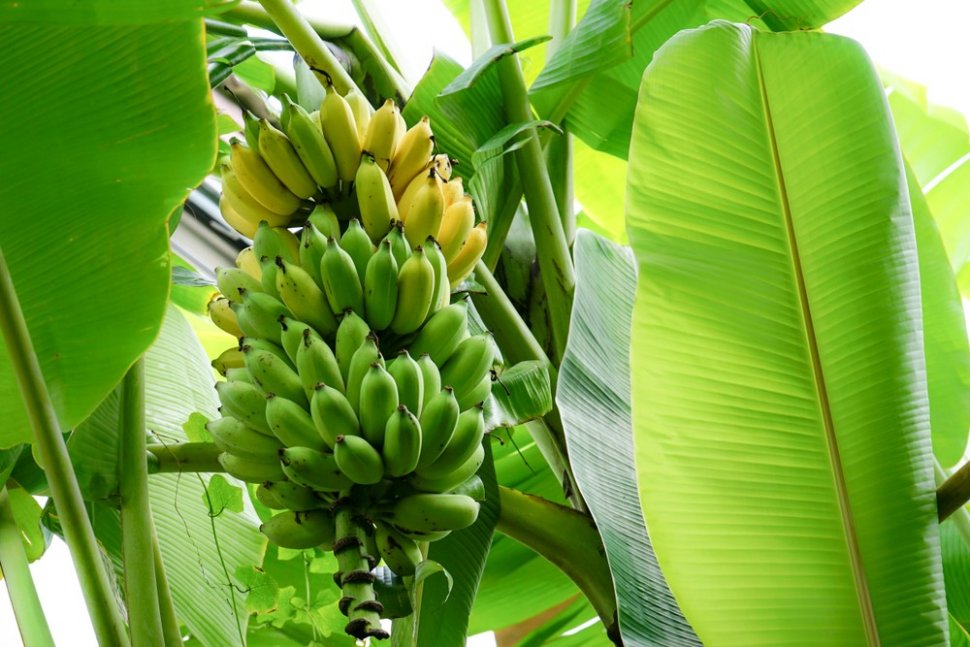 Ilustrasi pohon pisang. (Shutterstock)