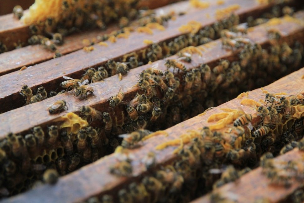 Peternakan lebah. (Shutterstock)