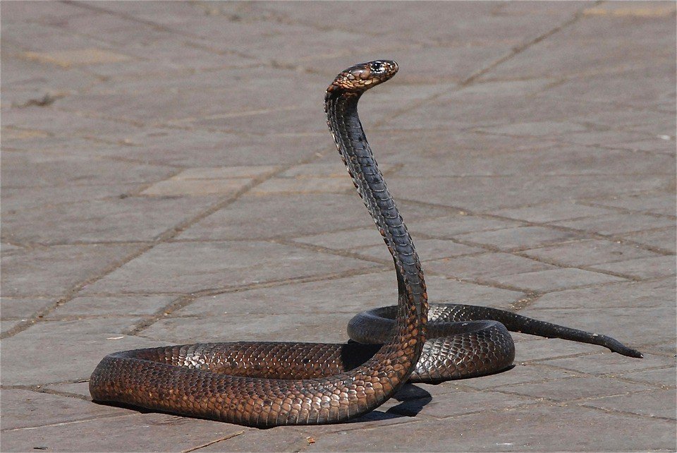 Ilustrasi ular - (Pixabay/Pascal-Laurent)