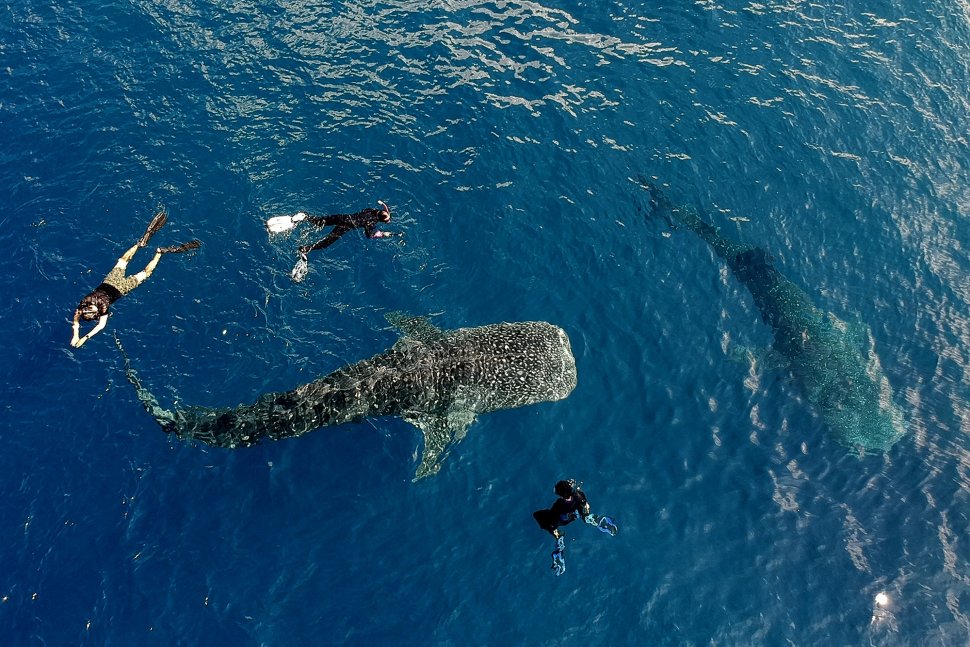 Sejumlah wisatawan berenang bersama seekor Hiu Paus di perairan Botubarani, Kabupaten Bone Bolango, Gorontalo, Minggu (21/4). ANTARA FOTO/Dian Bawenti