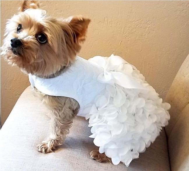 baju pengantin anjing [Etsy]